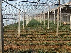青州市魯泰塑料廠 優(yōu)質(zhì)灌漿膜供應(yīng)商，專注草莓與葡萄專用膜生產(chǎn)